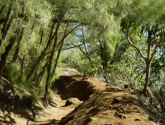 Awini Trail in the Pololu Valley